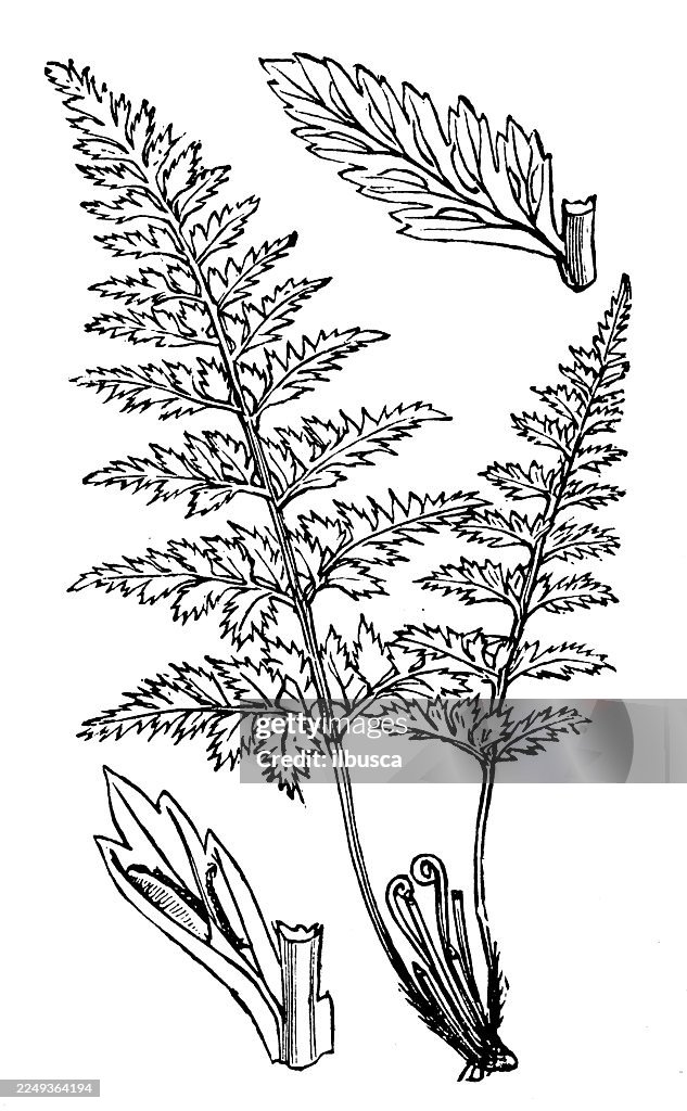 Asplenium adiantum nigrum