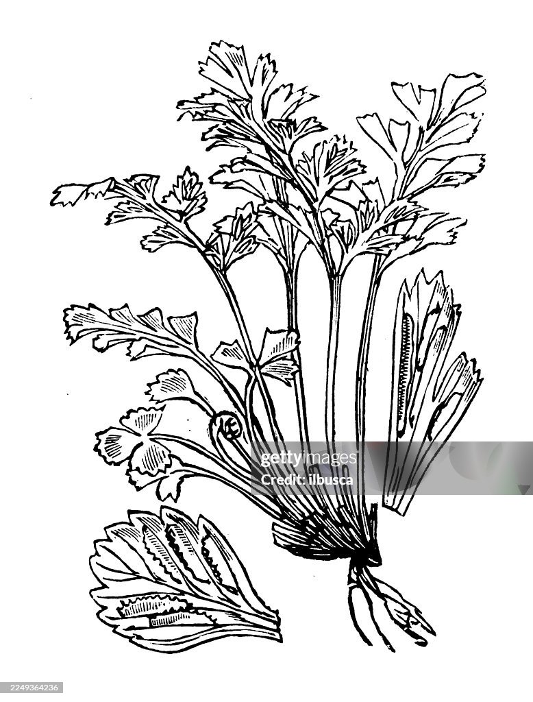 Asplenium muraria-Route