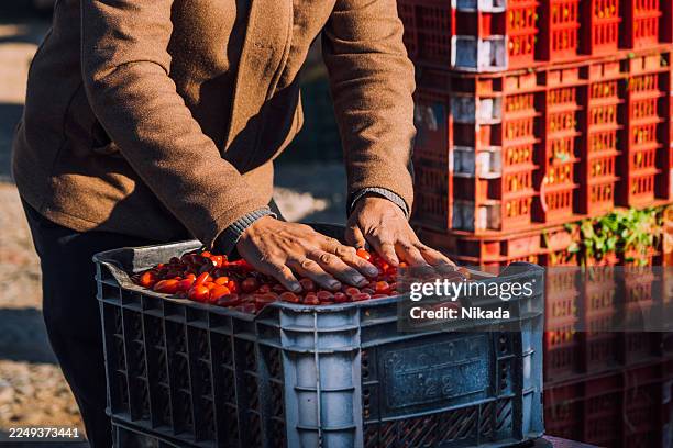 mani su pomodori in cassa al mercato in marocco - pasta al pomodoro foto e immagini stock
