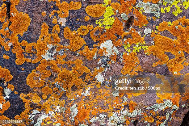 vibrant orange and yellow lichen growing on a weathered rock surface, creating a natural abstract pattern - lichen stock pictures, royalty-free photos & images