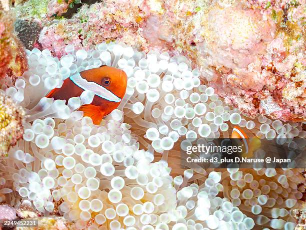 tomato clownfish, amphiprion frenatus, juvenile fish.bubble-tip anemone, entacmaea quadricolor.and others.gahi island, okinawa,a school of tropical fish.beautiful coral reefs and people swimming.zamami island,kerama islands, shimajiri-gun, japan2025 - anemonefish stock pictures, royalty-free photos & images