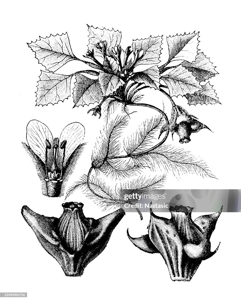 Water caltrop, Trapa natans