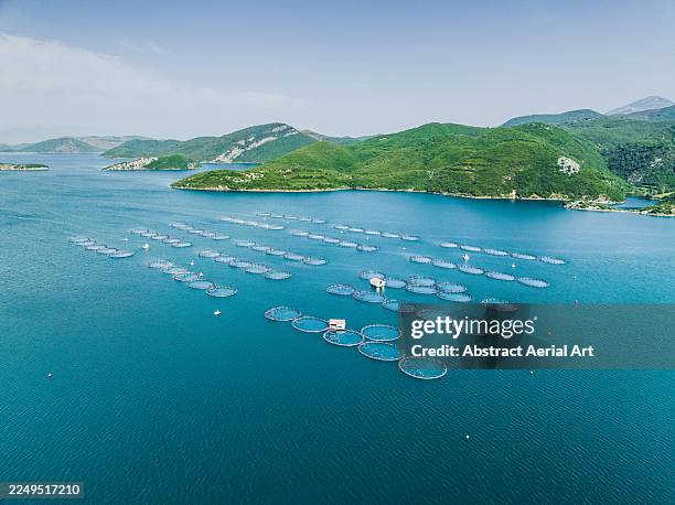 aerial image showing a large fish farm on the surface of a lake, shkodër county, albania - aquaculture stock pictures, royalty-free photos & images