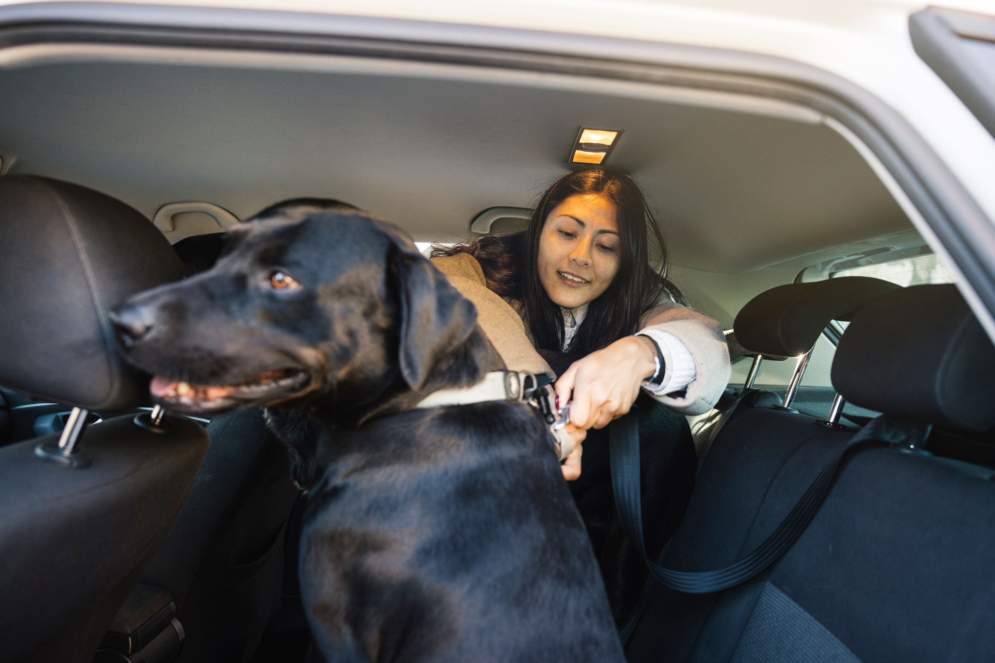 pet travel safety