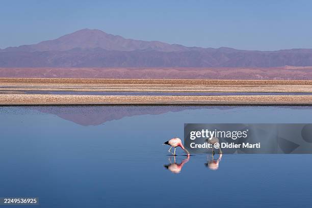 two flamingos in lake chaxa, chile - atacama stock-fotos und bilder
