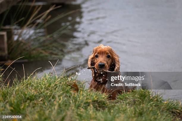 crisp morning swim - cocker spaniel stock pictures, royalty-free photos & images