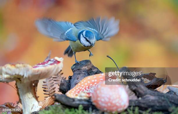 blaumeisen unter krötenpilzen im herbstwald - blaumeise stock-fotos und bilder