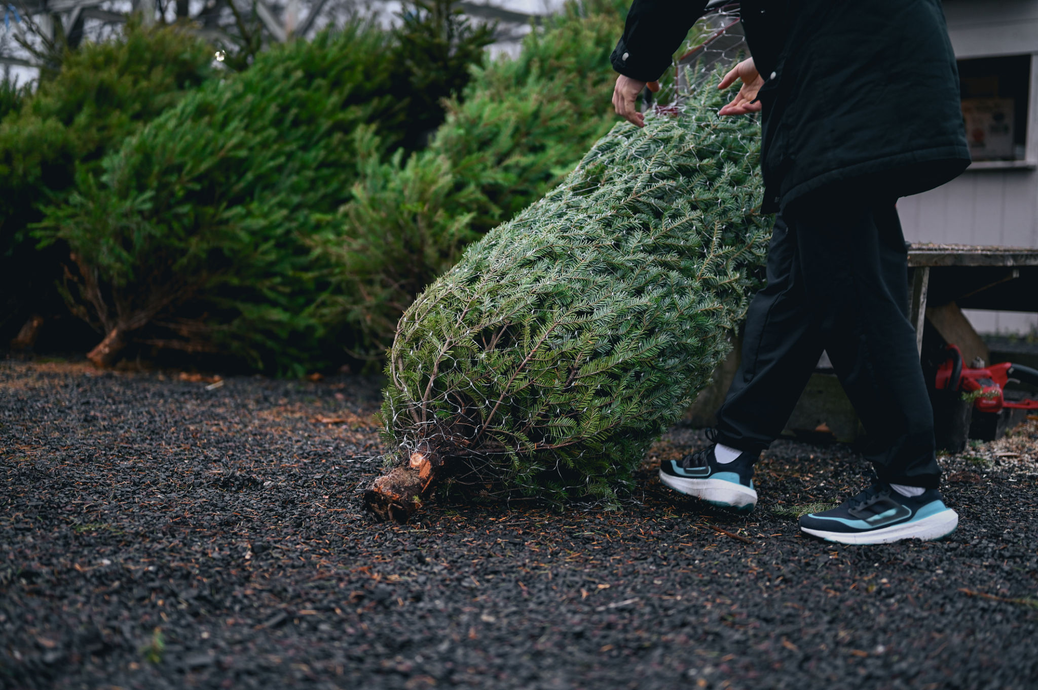tree trimming cost