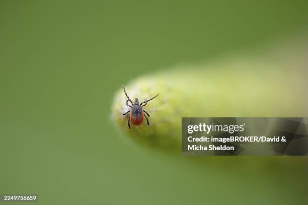 close-up of a deer tick or blacklegged tick (xodes scapularis) in spring - hirschzecke stock-fotos und bilder
