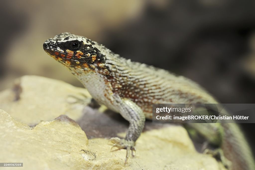 Colourful masked iguana (Leiocephalus personatus), male, captive, occurring in Haiti and the Dominican Republic