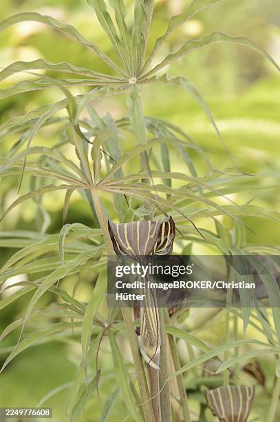 cobra lily or fire cob (arisaema speciosum), native to asia - cobra lily stock pictures, royalty-free photos & images