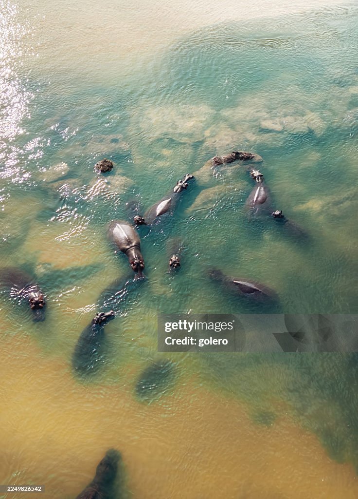 Herd of hippos in the shallow Okavango river in Kavango east region