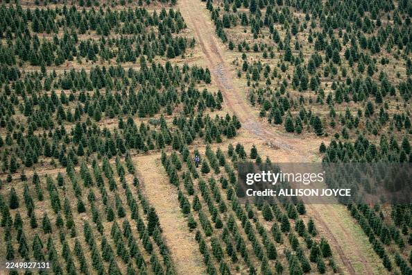 US-ECONOMY-CHRISTMAS TREES US-ECONOMY-CHRISTMAS TREES