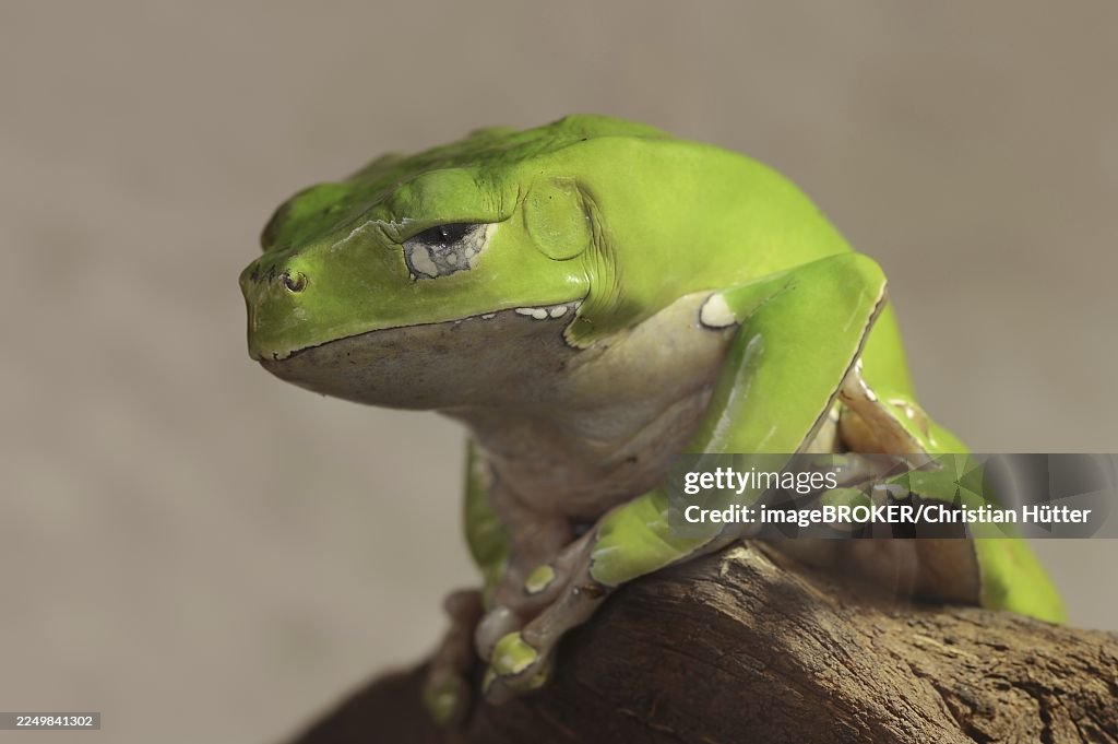 Giant leaf frog (Phyllomedusa bicolor), captive, occurrence in South America