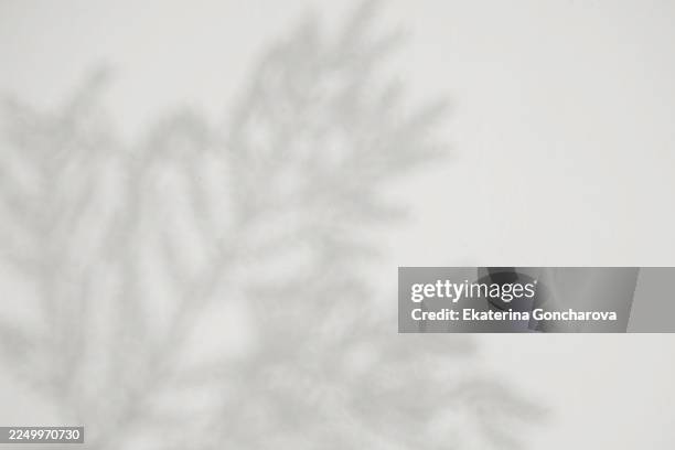 soft tree shadow on white canvas creates abstract, calm nature silhouette for minimalist decor - shadow overlay stock pictures, royalty-free photos & images