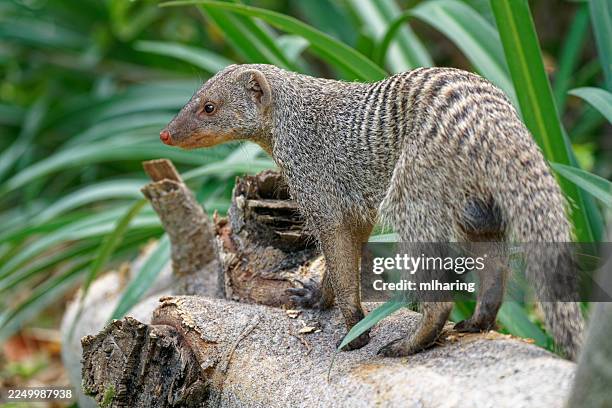 banded mongoose - weasel stock pictures, royalty-free photos & images
