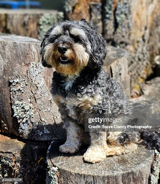 cavapoo - cavapoo stock pictures, royalty-free photos & images