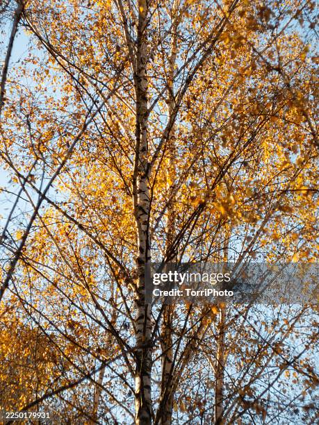 close-up of birch trees with white trunks and dense golden autumn foliage against a clear blue sky. thin branches create a fine network of lines, and warm sunlight highlights the yellow leaves in the upper canopy - tree canopy pattern fotografías e imágenes de stock