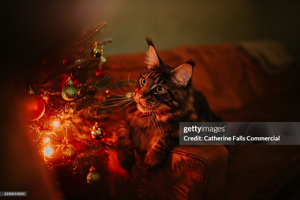 A Maine Coon Cat is mesmorised by the decorations on a Christmas tree