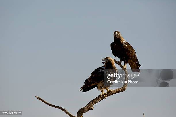 The Iberian imperial eagle, or Adalbert's eagle , occurs in central and southwest Spain and adjacent areas of Portugal, in the Iberian Peninsula. Its...
