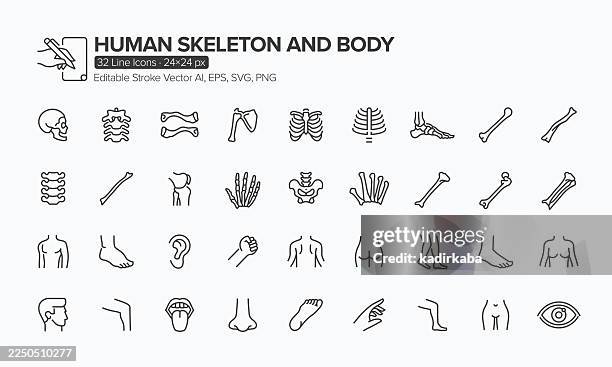 ilustraciones, imágenes clip art, dibujos animados e iconos de stock de conjunto de iconos de esqueleto humano y línea corporal · 32 iconos - radio hueso del brazo