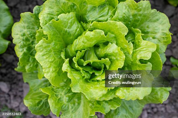 close-up of lettuce growing in the field - lettuce stock pictures, royalty-free photos & images