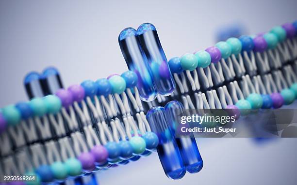 plasmazellmembran, phospholipid-doppelschichtstruktur - membran stock-fotos und bilder