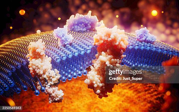 plasma cell membrane, phospholipid bilayer structure - biochemie stockfoto's en -beelden
