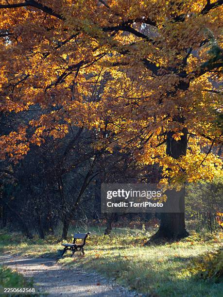 golden oak canopy illuminated by morning light above a park path. a small wooden bench sits in the sunlit clearing, surrounded by autumn foliage and soft shadows, creating a peaceful seasonal landscape without people - tree canopy pattern fotografías e imágenes de stock