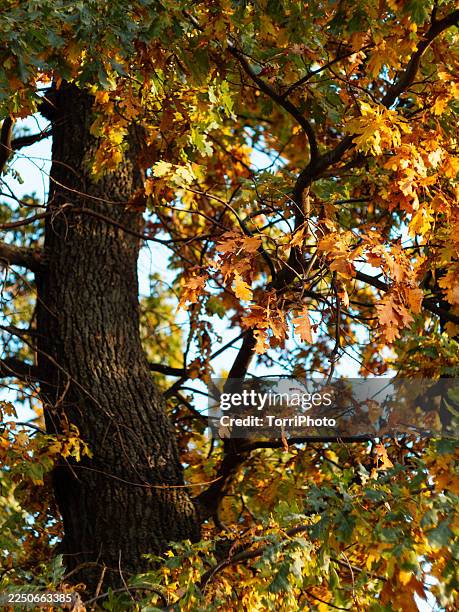 close-up of an oak tree with textured dark bark and dense autumn foliage in warm sunlight. yellow and green leaves create a vivid seasonal canopy, with branches forming an intricate natural pattern against glimpses of sky - tree canopy pattern fotografías e imágenes de stock