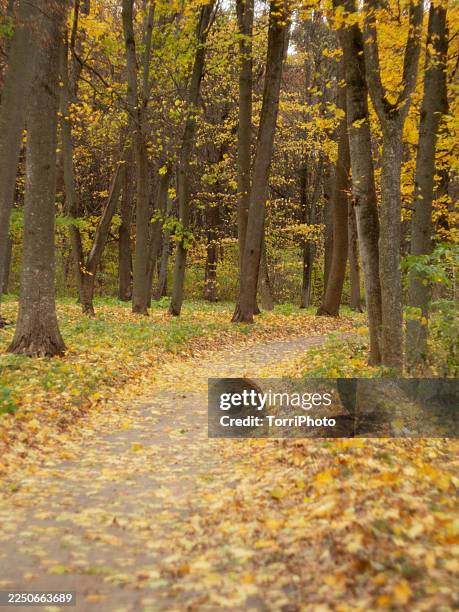 autumn forest path covered with fallen yellow leaves, winding between tall deciduous trees. soft light filtering through the canopy highlights the seasonal foliage and natural woodland textures in a quiet mixed forest - tree canopy pattern fotografías e imágenes de stock