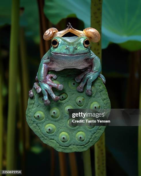 dumpy tree frog - exotic pets stock pictures, royalty-free photos & images