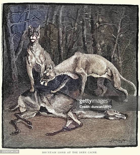 mountain lions feeding on a deer, american wild west, sketch from sheriff's work on a ranch by theodore roosevelt, 19th century, vintage illustration, 1880s - puma stock illustrations