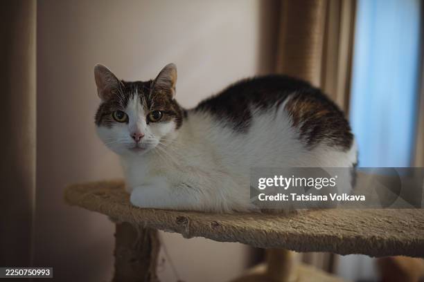 calico cat resting on soft cat tree perch at home, curious gaze captured - calico cat stock pictures, royalty-free photos & images
