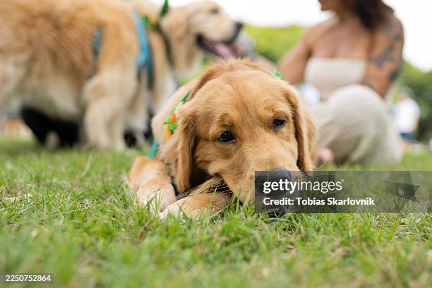 Golden Retriever plays with a stick during a gathering to set a new world record at Plaza Berlin on December 08, 2025 in Buenos Aires, Argentina. The...