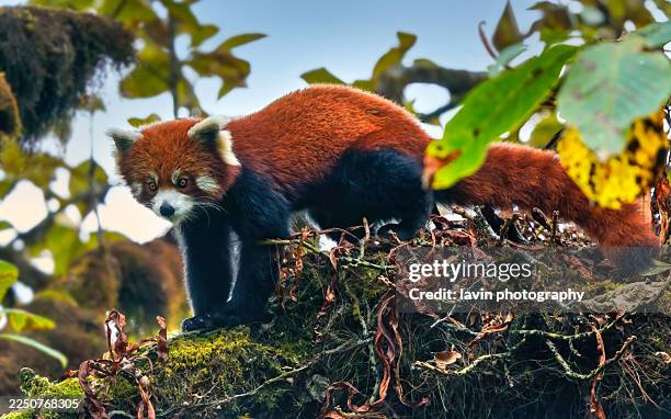 himalayan red panda posing on a tree - himalayan bear stock pictures, royalty-free photos & images