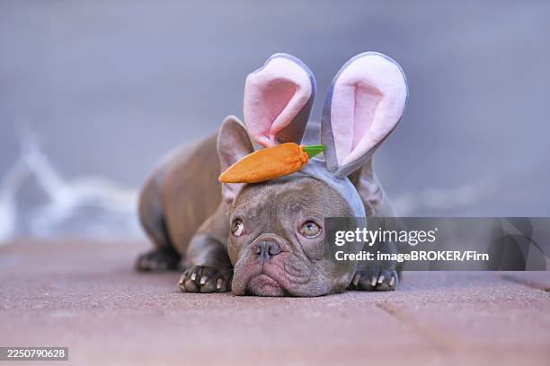 adorable lilac french bulldog dressed up as easter bunny wearing costume headband with big rabbit ears and plush carrot on head, lying down on gray background - carrot costume stock pictures, royalty-free photos & images
