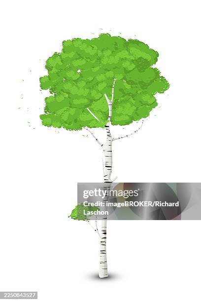 silver birch tree over white background, vector art - log isolated stock illustrations