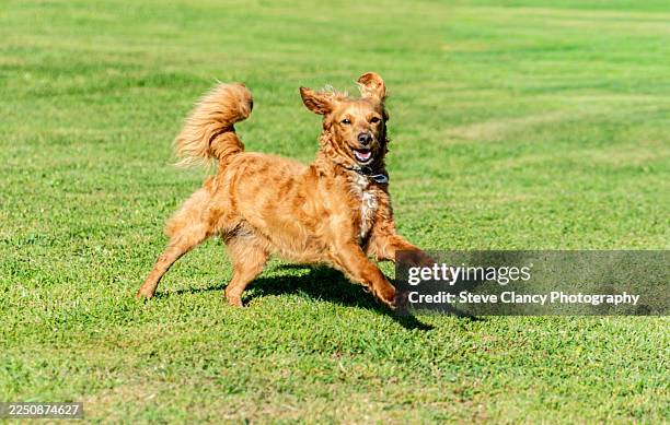 cavapoo puppy playing - cavapoo stock pictures, royalty-free photos & images