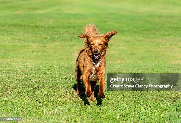 cavapoo puppy playing - cavapoo stock pictures, royalty-free photos & images