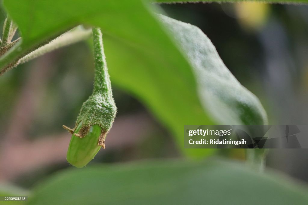 Close-up of eggplant on its plant