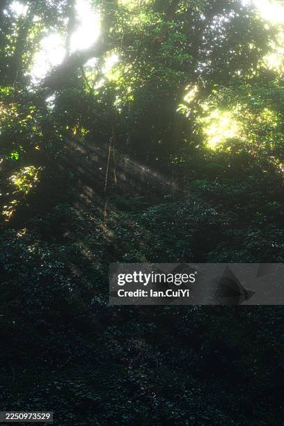sunlight filtering through tropical rainforest canopy at moli waterfall, ruili, yunnan, china - tree canopy pattern fotografías e imágenes de stock