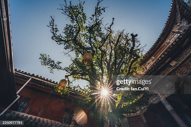 sunlit courtyard with ancient tree and bamboo lanterns at shuiying temple, tengchong, yunnan, china - starburst galaxy stock pictures, royalty-free photos & images