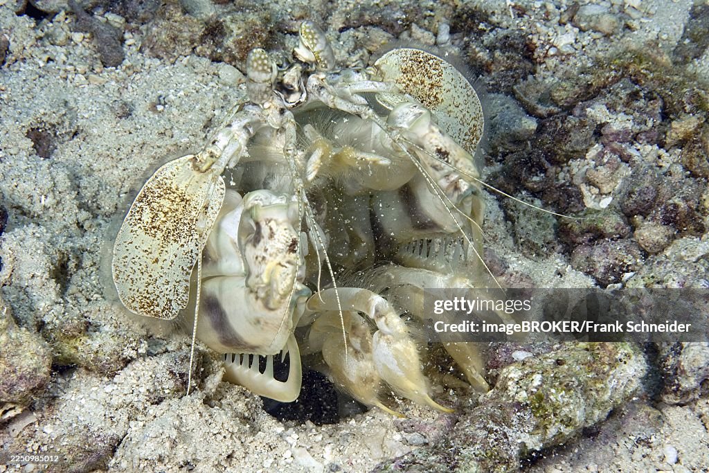 Zebra mantis shrimp (Lysiosquillina maculata) throws stones from its home cave dwelling, Pacific Ocean, Yap Island, Federated States of Micronesia