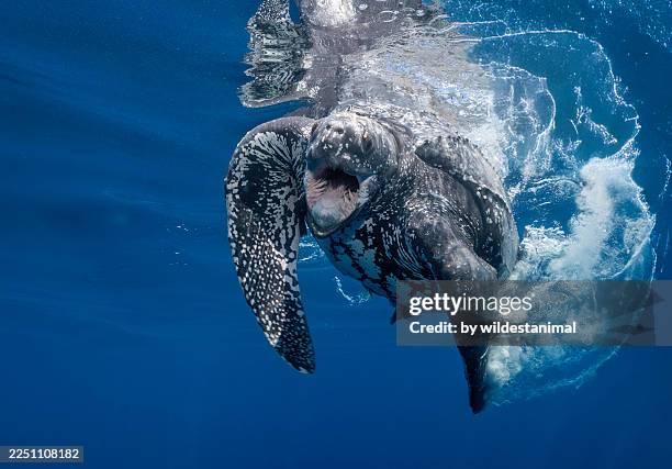 leatherback turtle aggressive behavior, kei islands, indonesia. - boca de animal fotografías e imágenes de stock