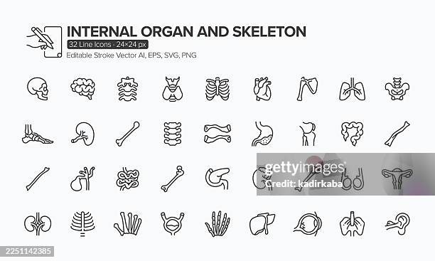 ilustraciones, imágenes clip art, dibujos animados e iconos de stock de conjunto de iconos de órganos internos y líneas esqueletas · 32 iconos - radio hueso del brazo