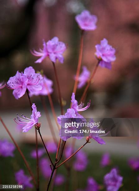 azalea - rhododendron stock pictures, royalty-free photos & images