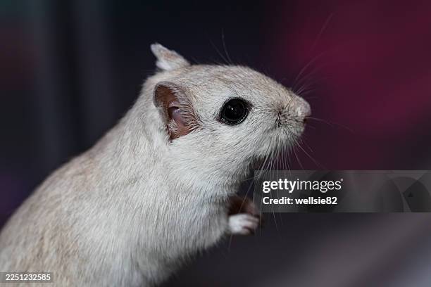 28 Mongolian Gerbil Stock Photos, High-Res Pictures, and Images