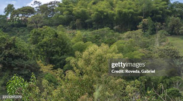 lush green forest with dense trees under a partly cloudy sky. san agustin, colombia - copse stock pictures, royalty-free photos & images