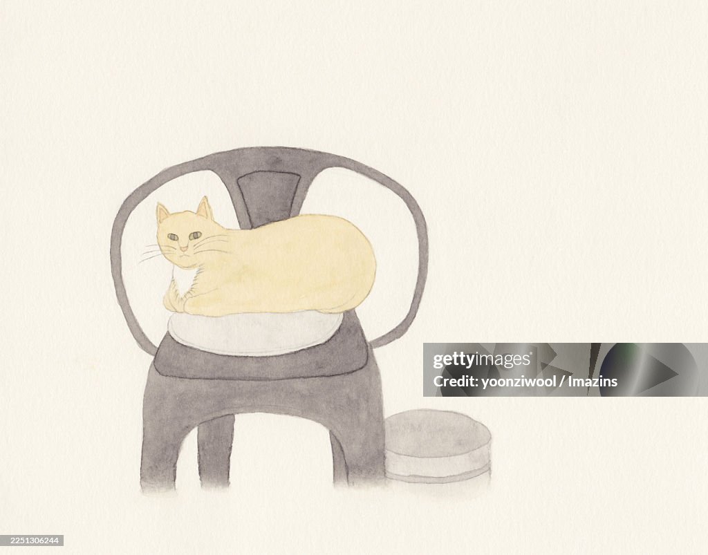 Dewey, the cat, sit